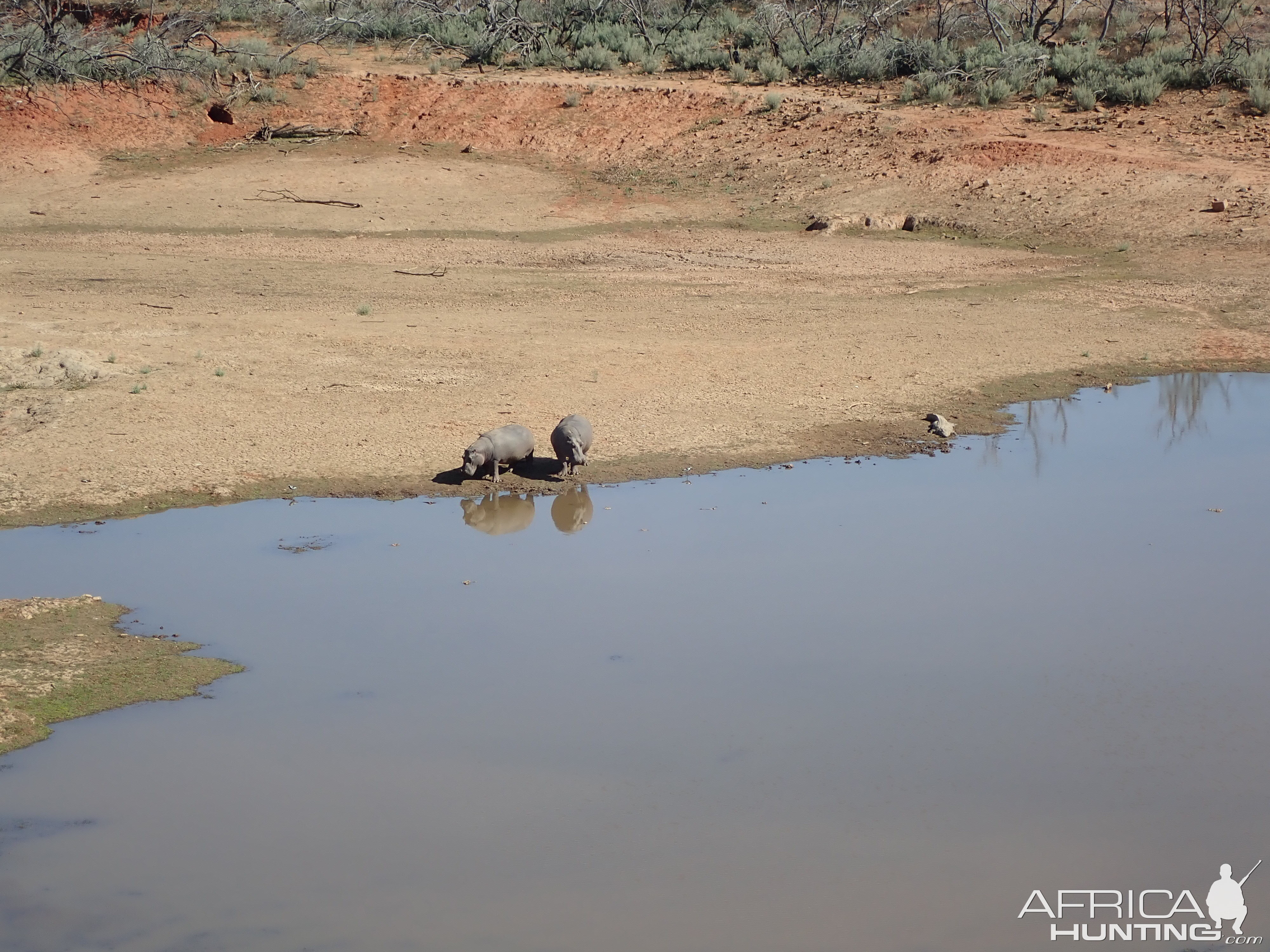 Hippos in South Africa