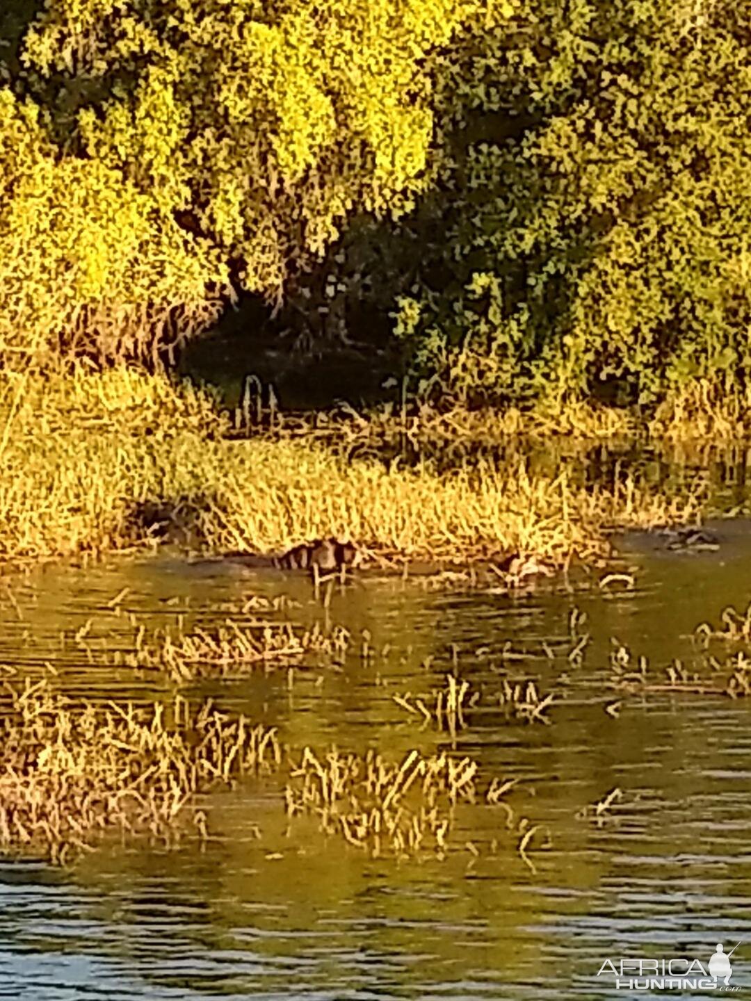 Hippos in the river Zambia