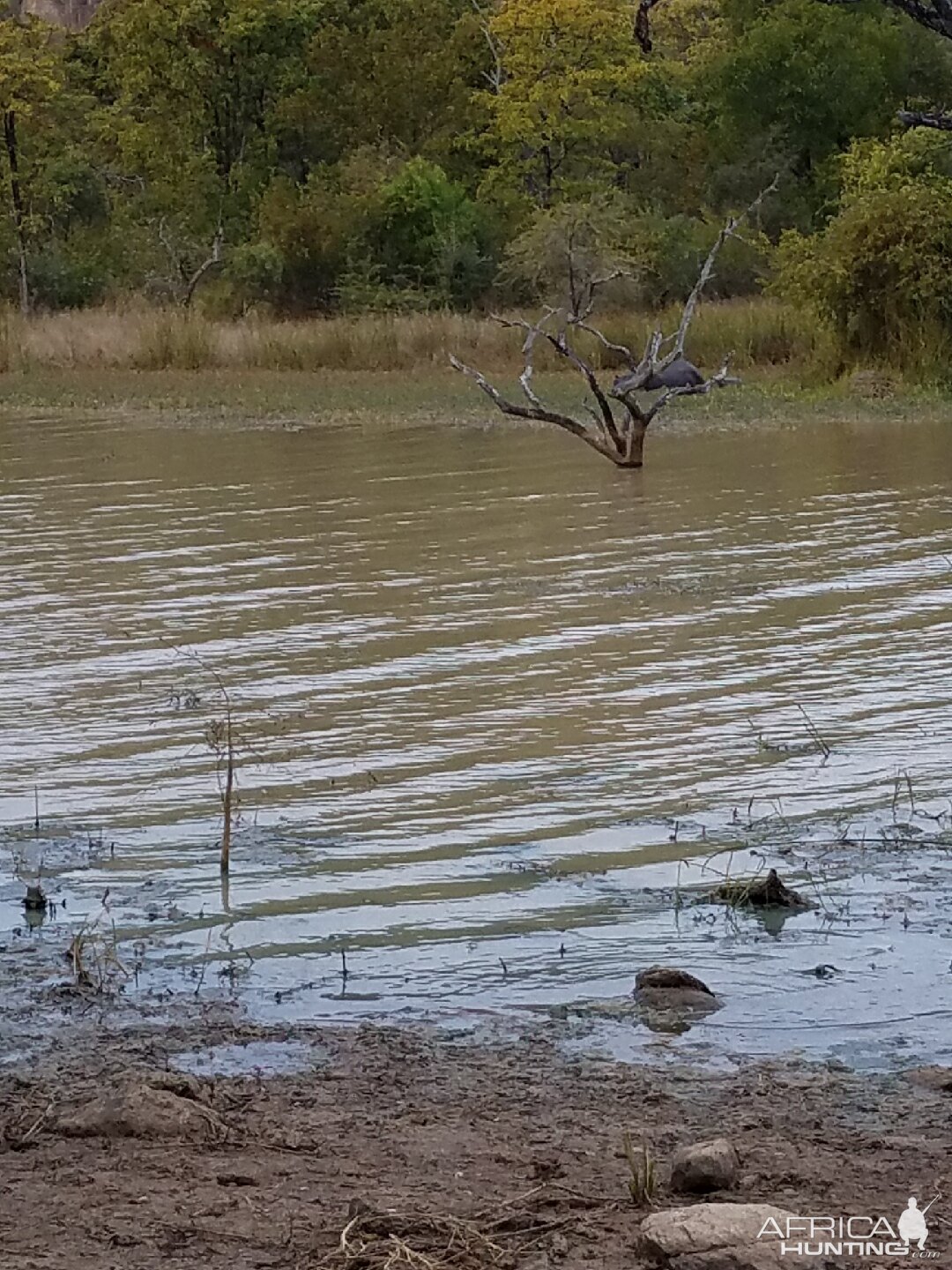 Hippos in the water Zimbabwe