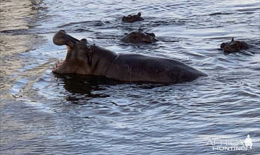 Hippos in the Zambezi river Zimbabwe