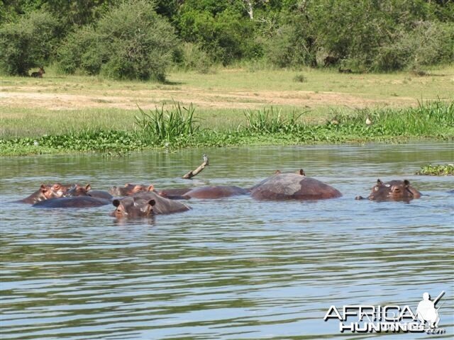 Hippos in Uganda