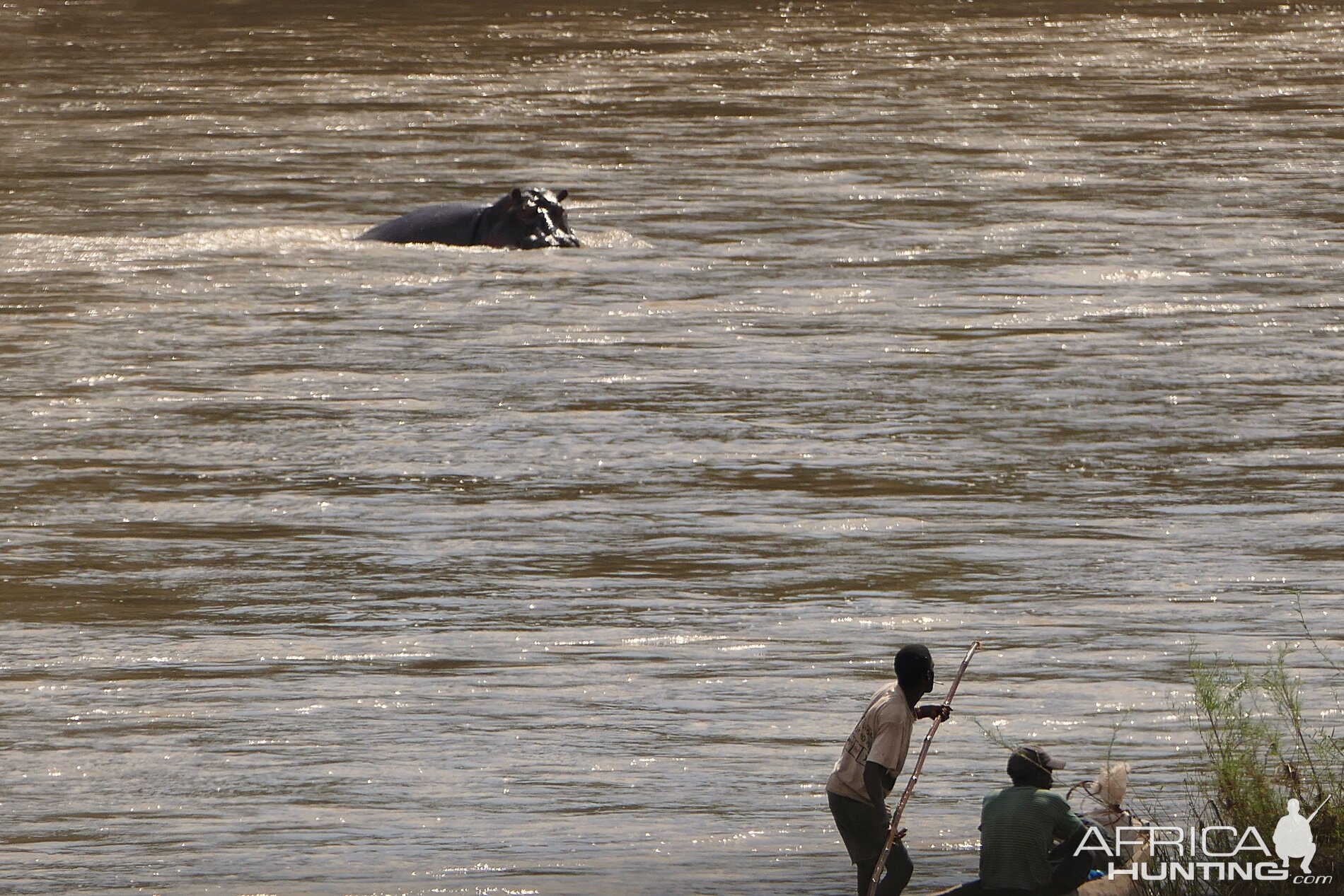 Hippo's in Zambia