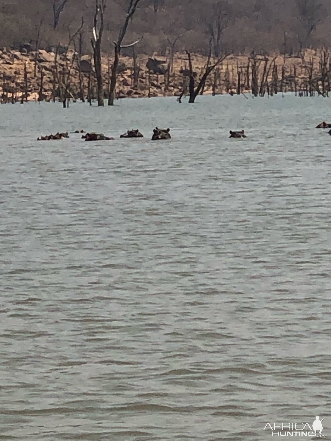 Hippos in Zimbabwe