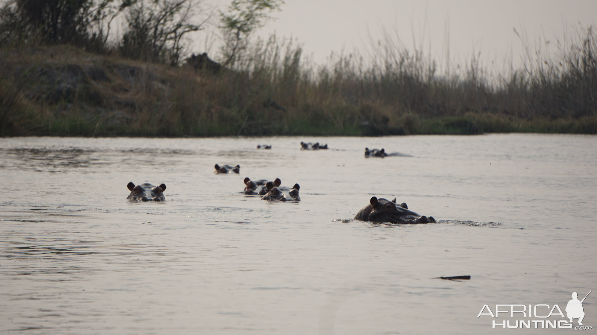 Hippo's Namibia