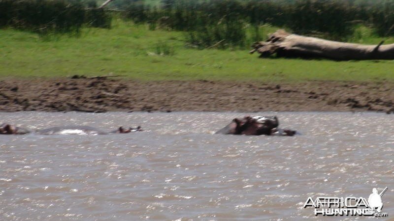 Hippos South Africa