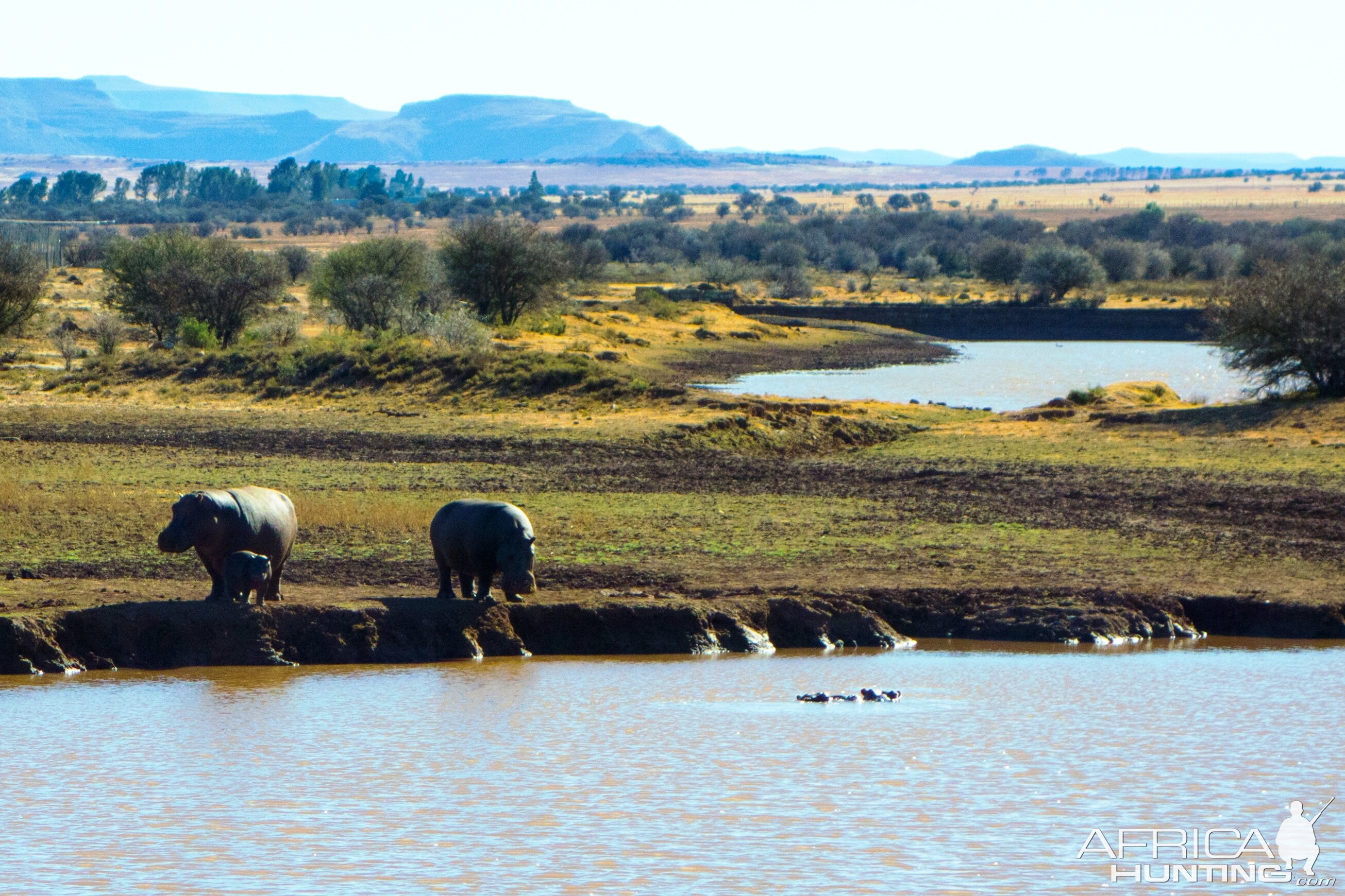 Hippos South Africa