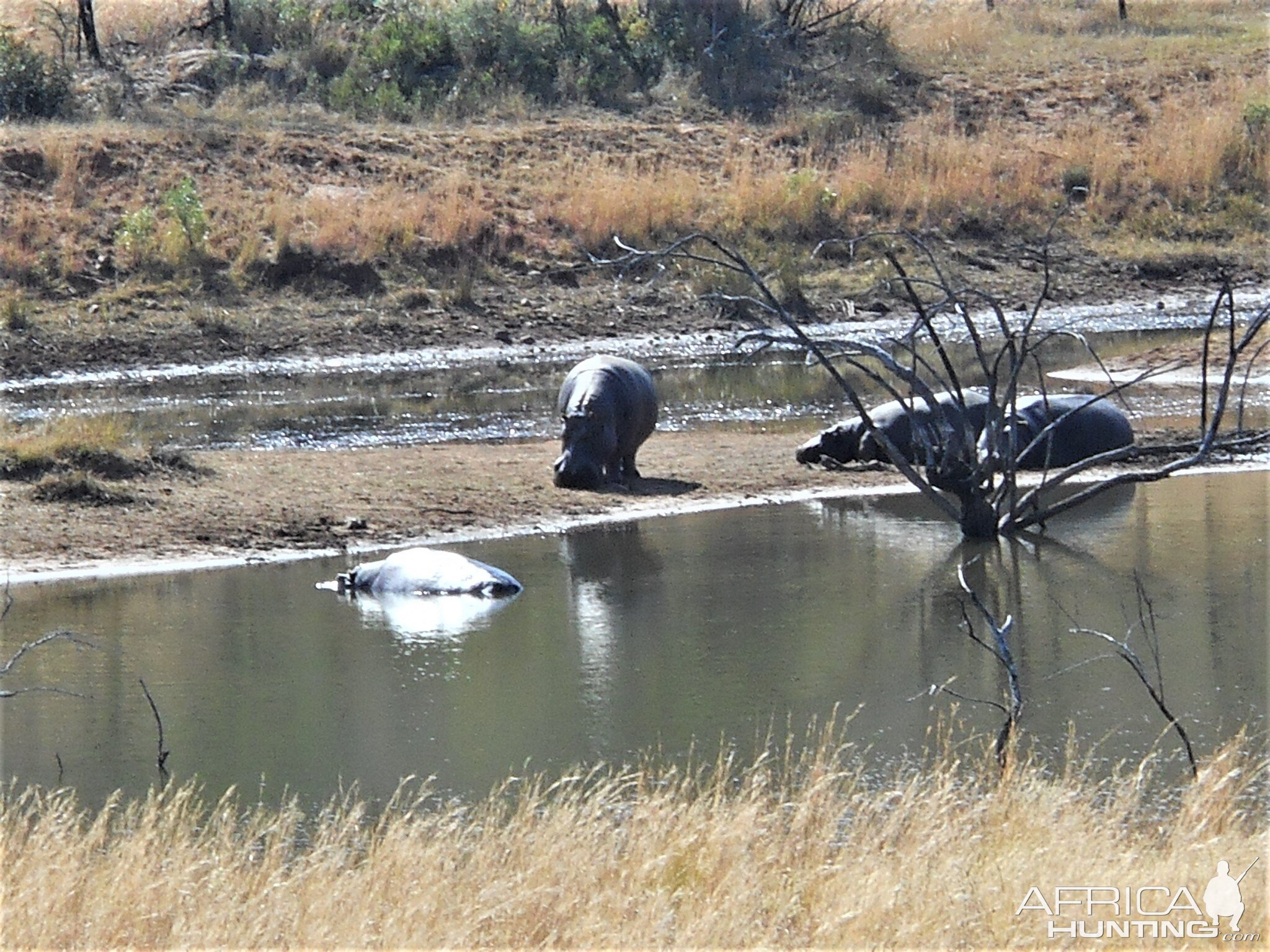 Hippos