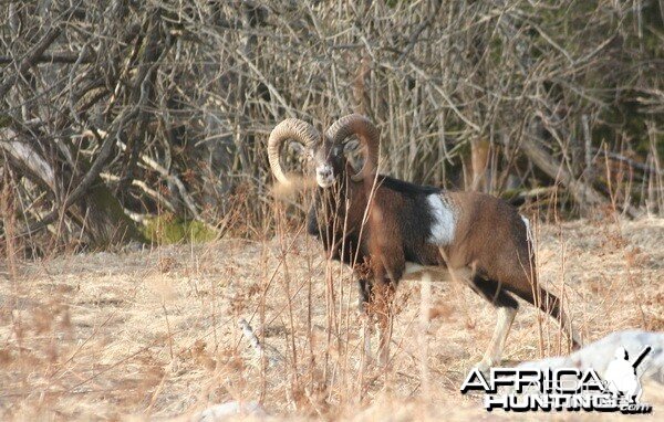 His majesty mouflon, Croatia