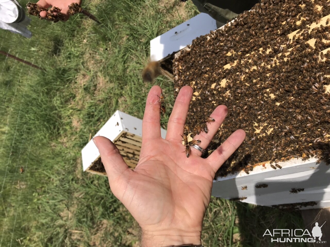 Hobby Beekeeping with my kids