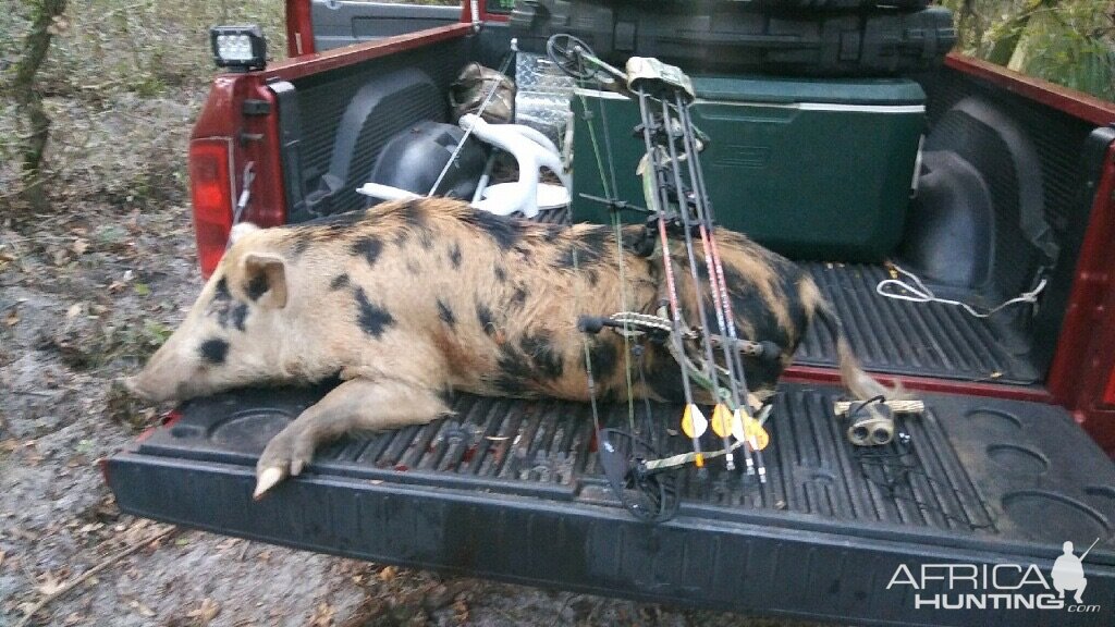 Hog Bow Hunt Florida USA