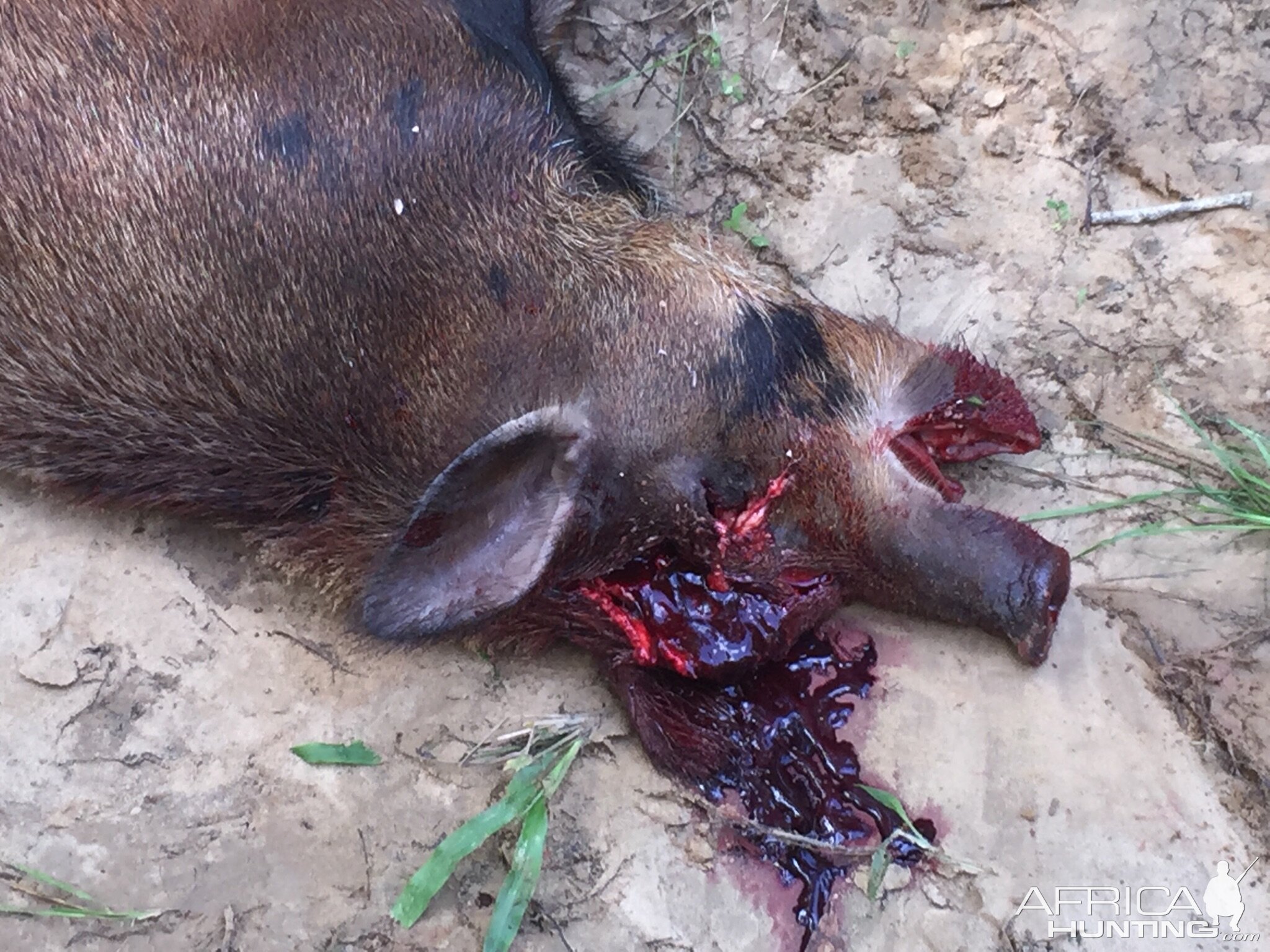 Hog Hunt USA