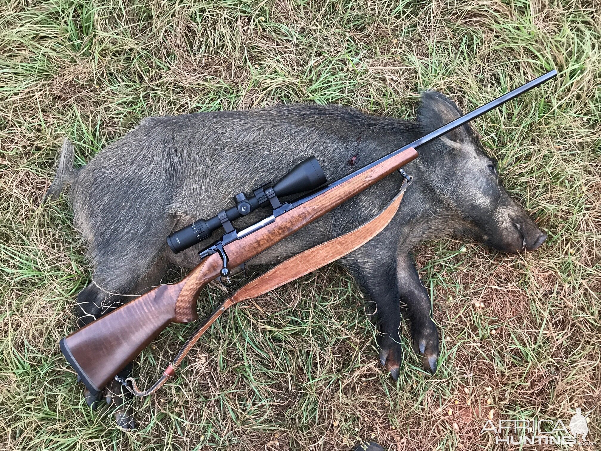 Hog Hunt