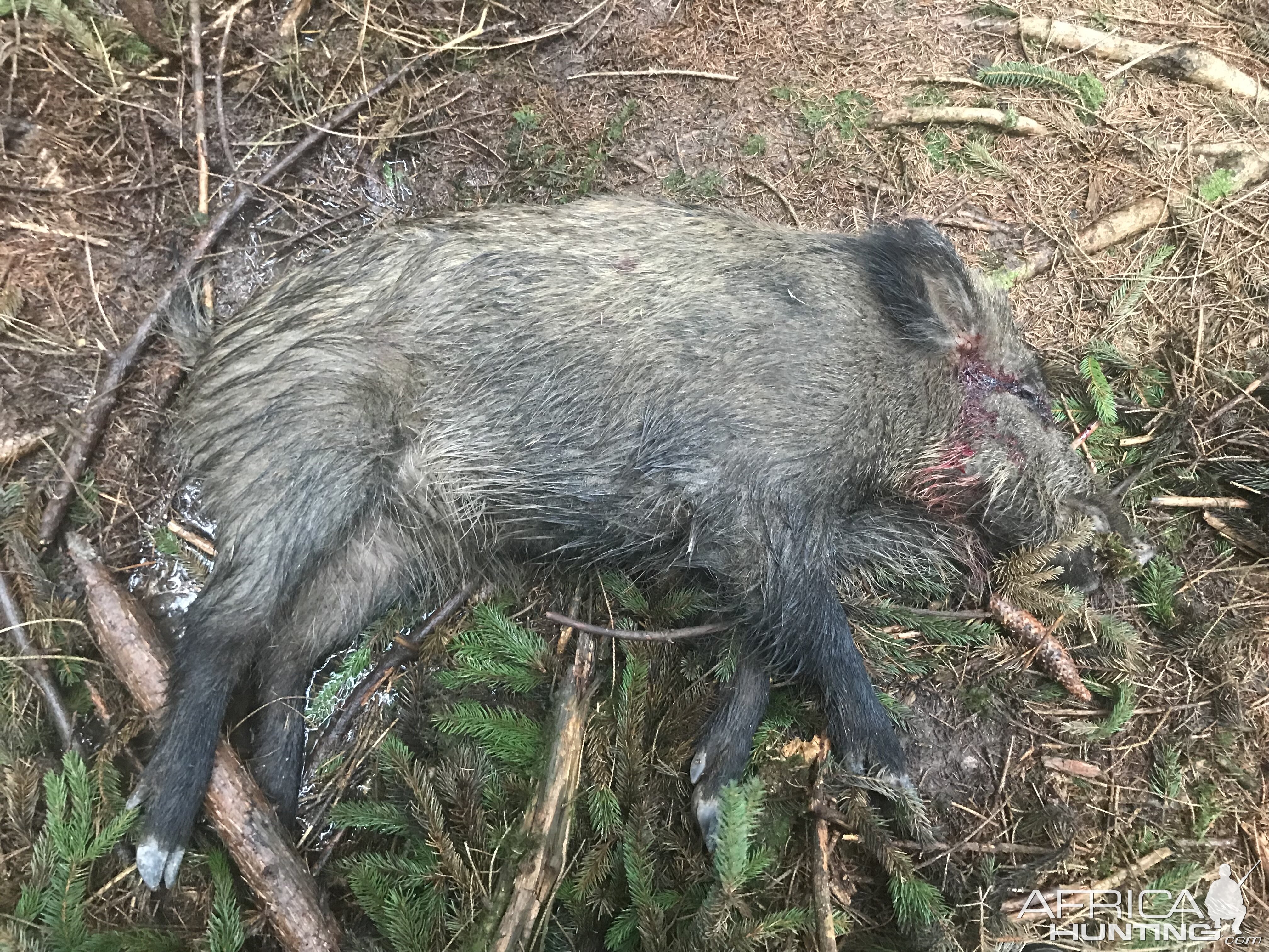 Hog Hunting Germany