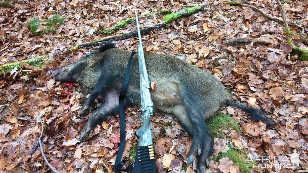 Hog Hunting in Germany