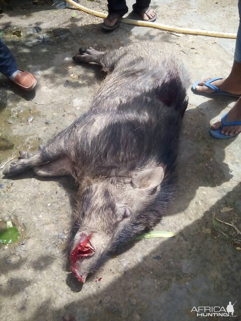 Hog Hunting India