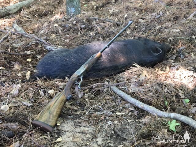 Hog Hunting Texas USA