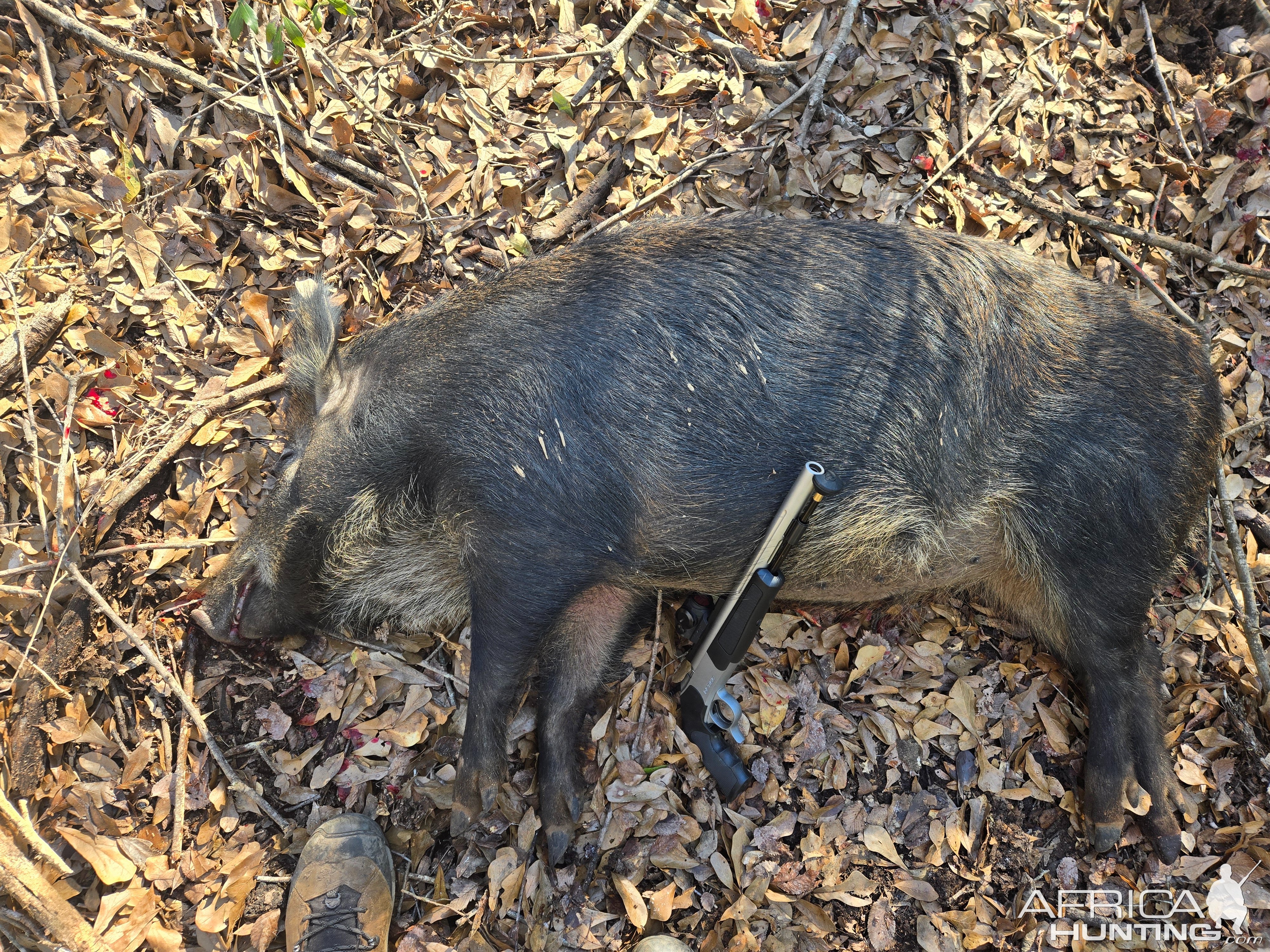 Hog Hunting Texas