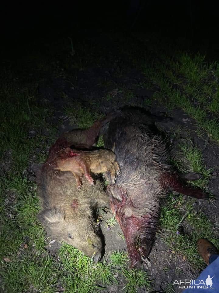 Hog Hunting