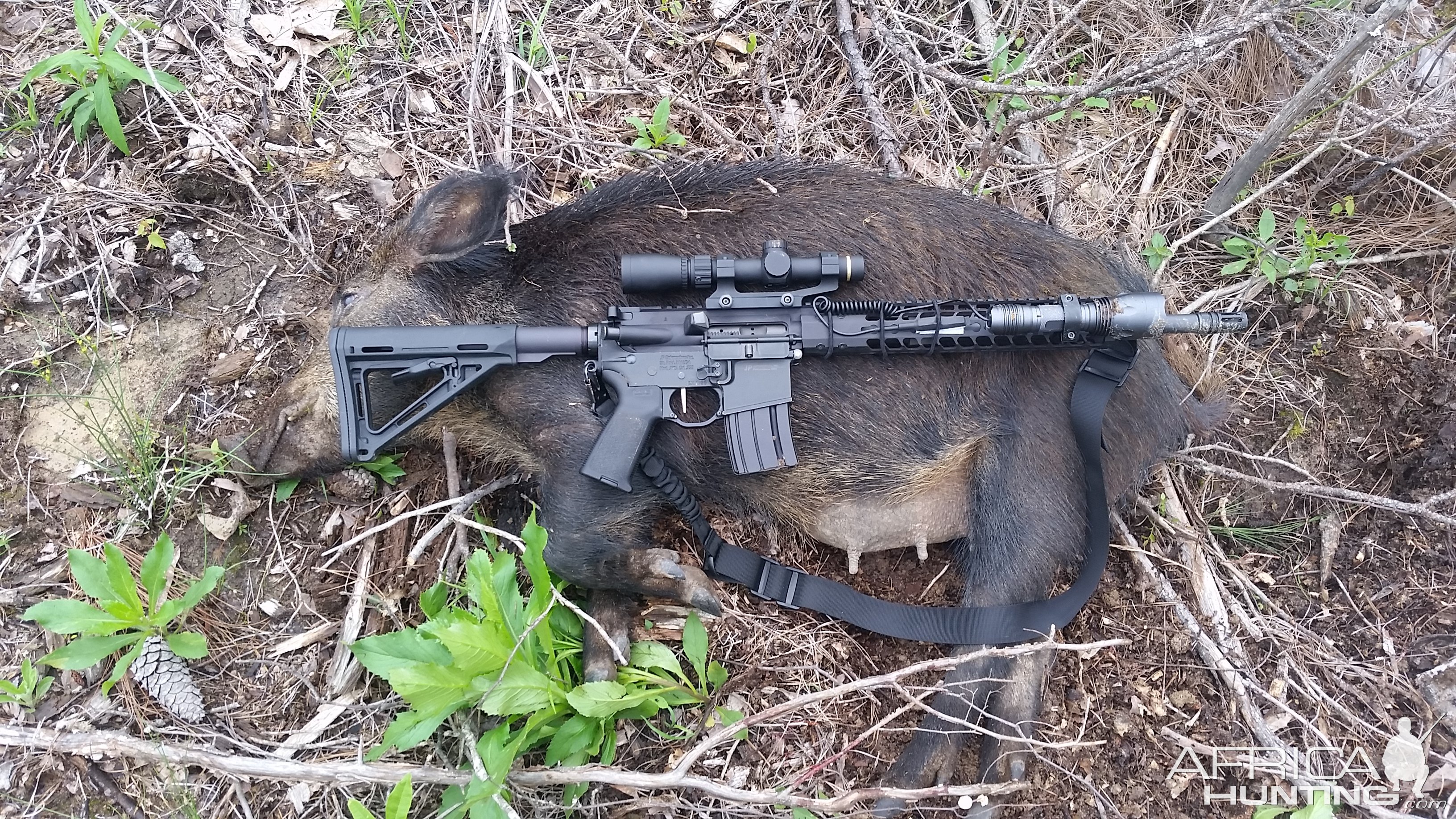 Hog Hunting