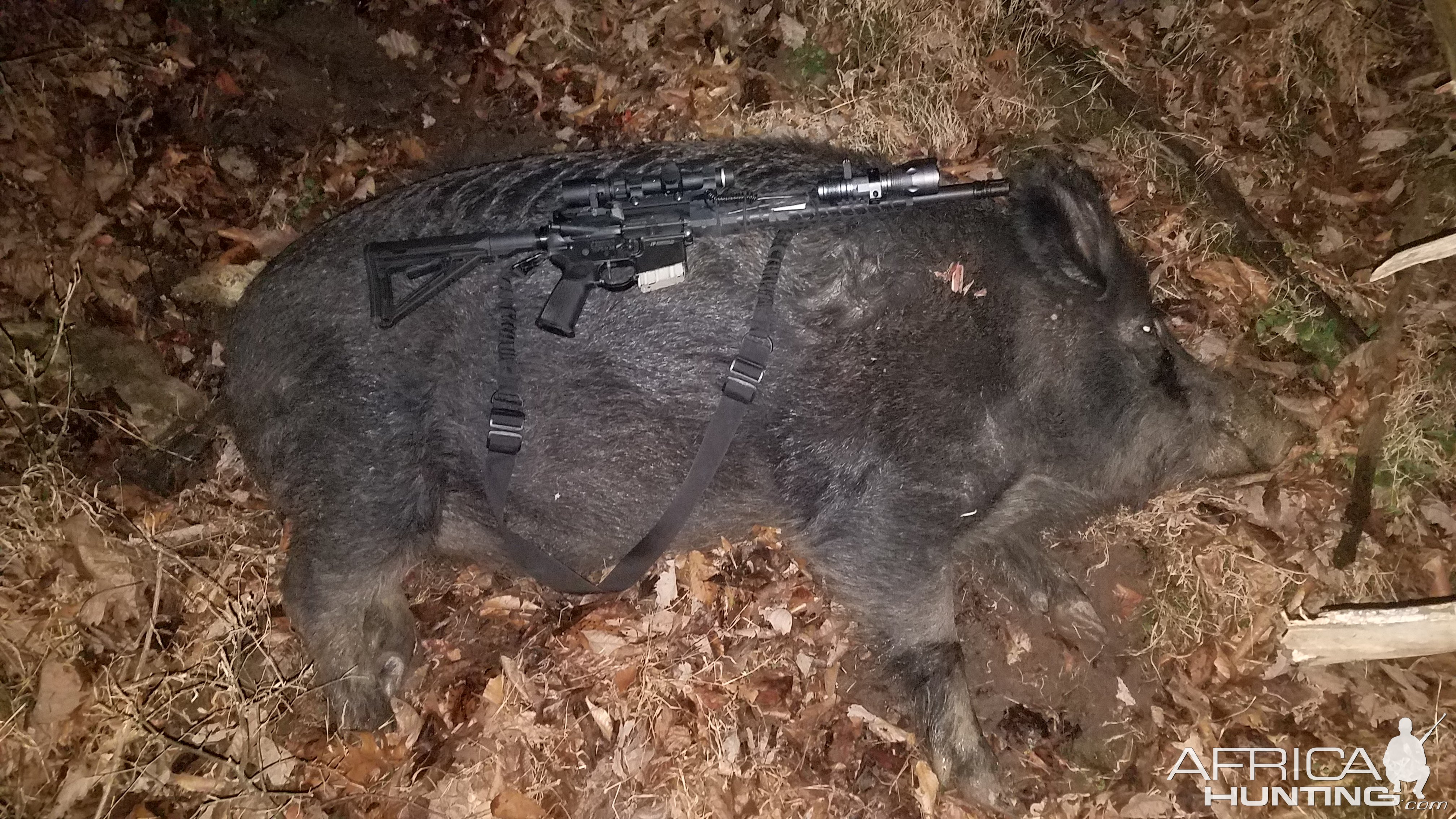 Hog Hunting