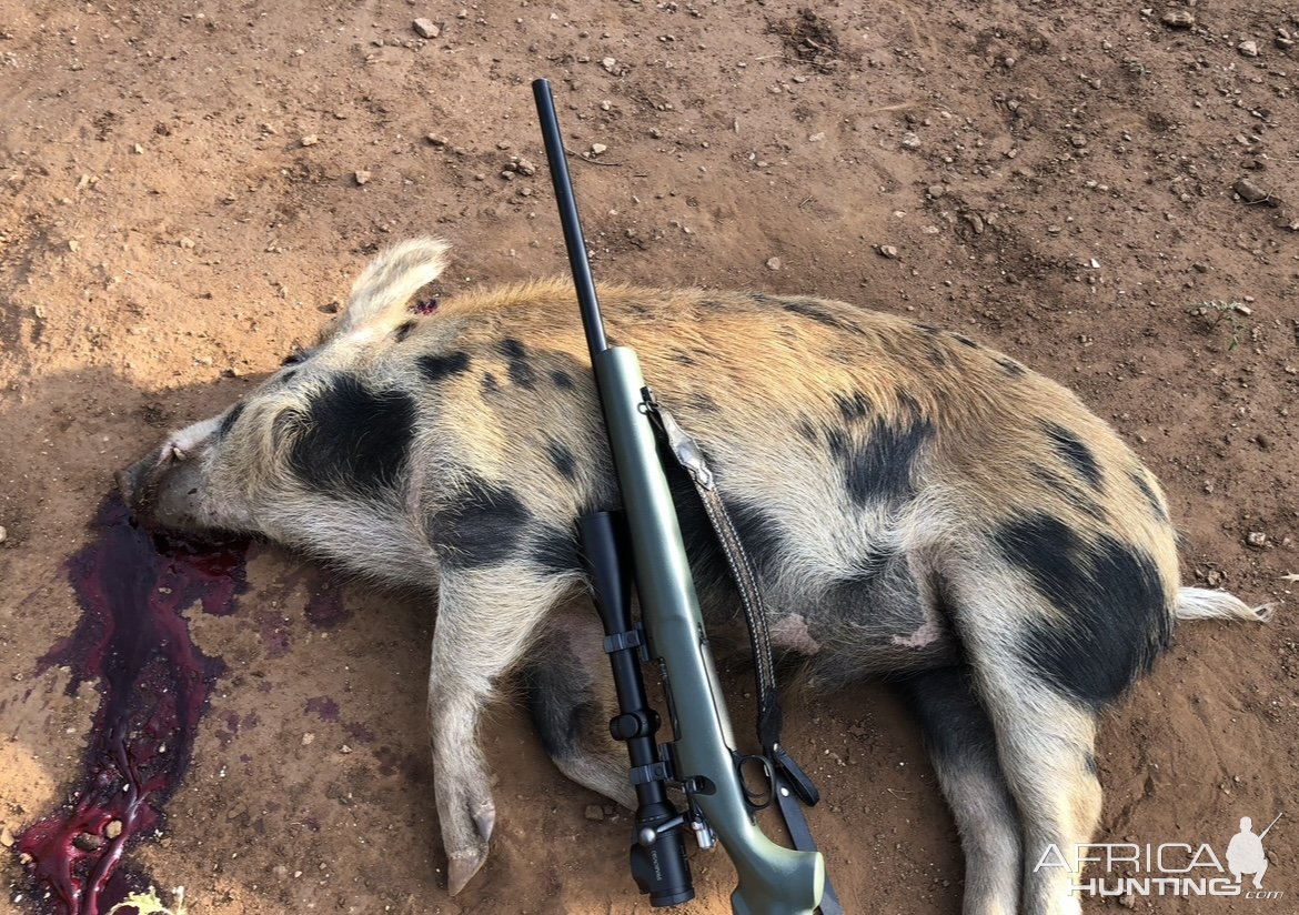 Hog Hunting