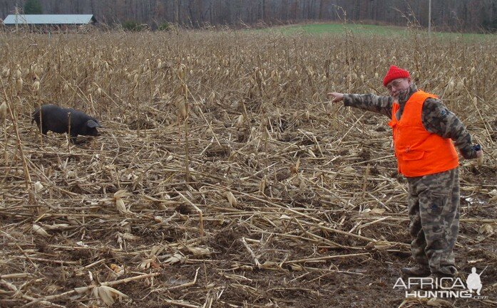 Hog in Maize field