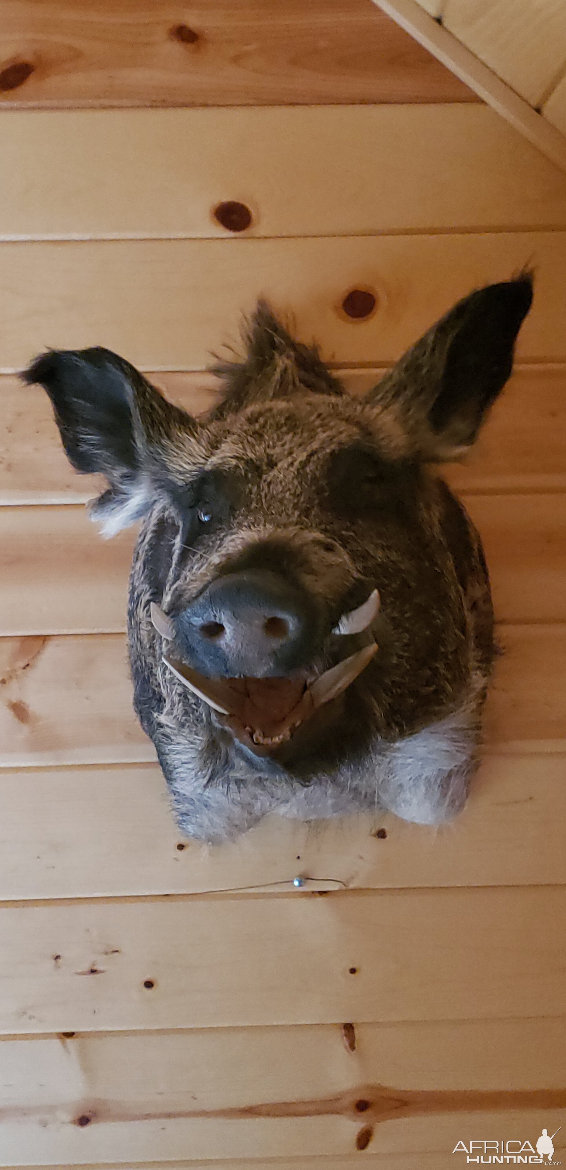 Hog Shoulder Mount Taxidermy