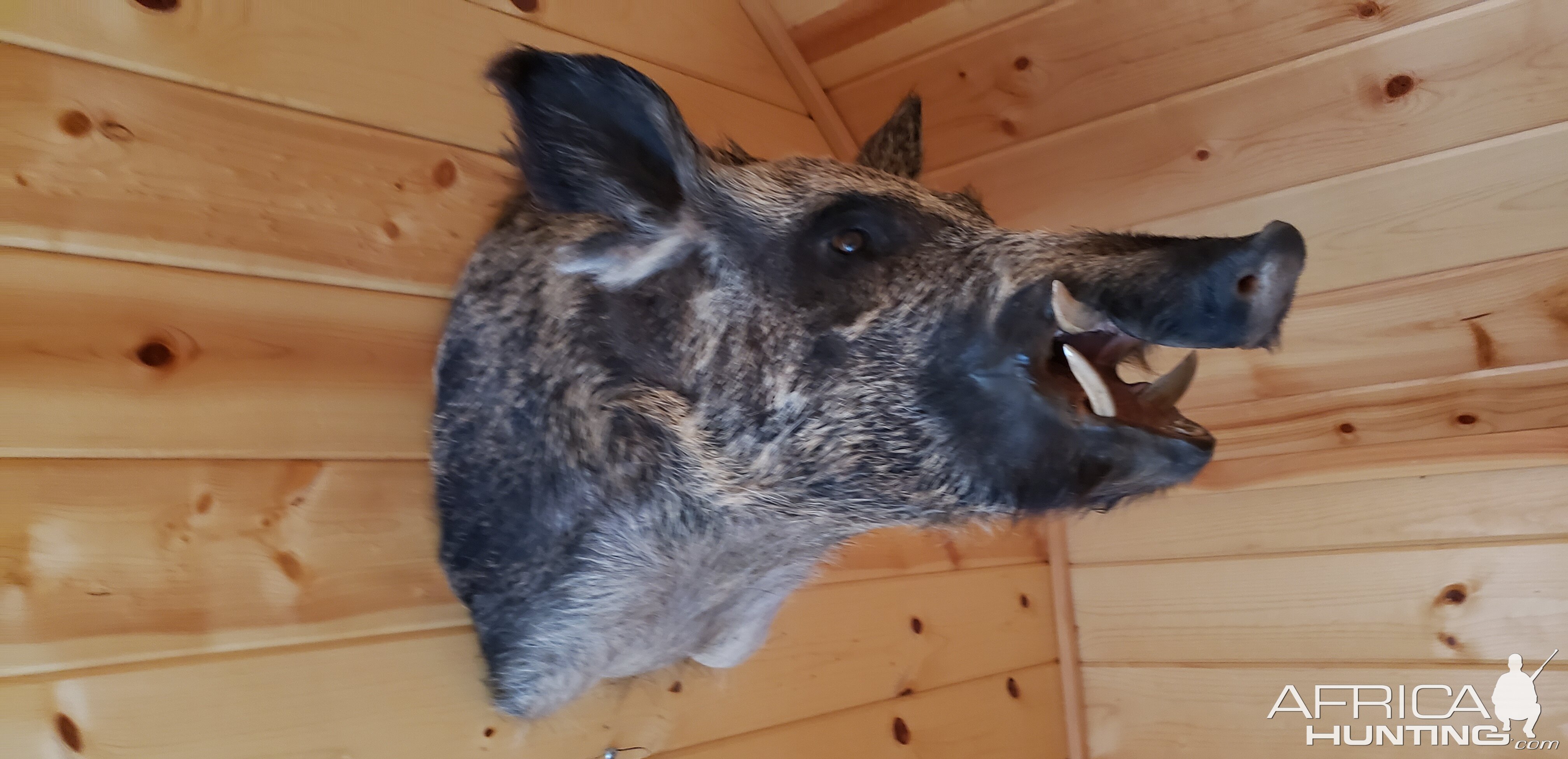 Hog Shoulder Mount Taxidermy