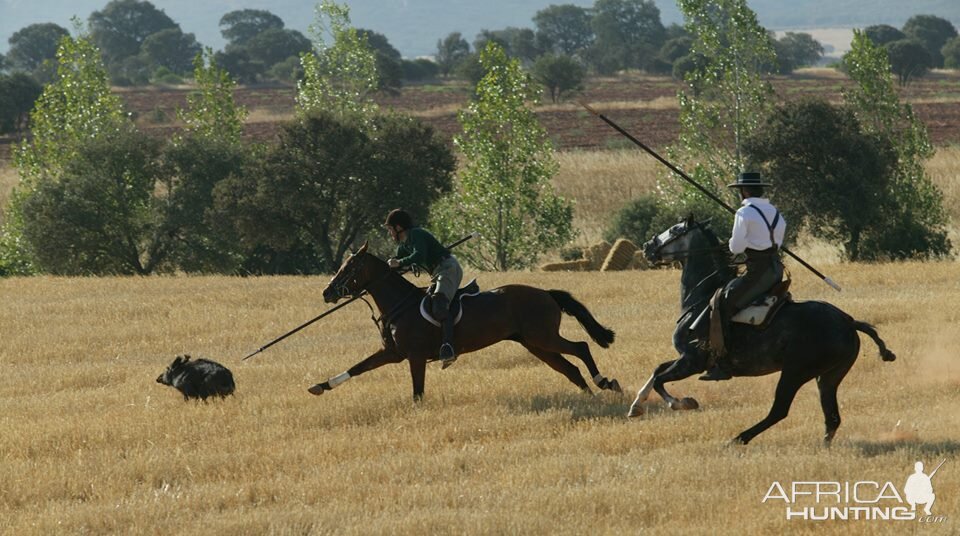 Hog spear hunting from horseback in Spain