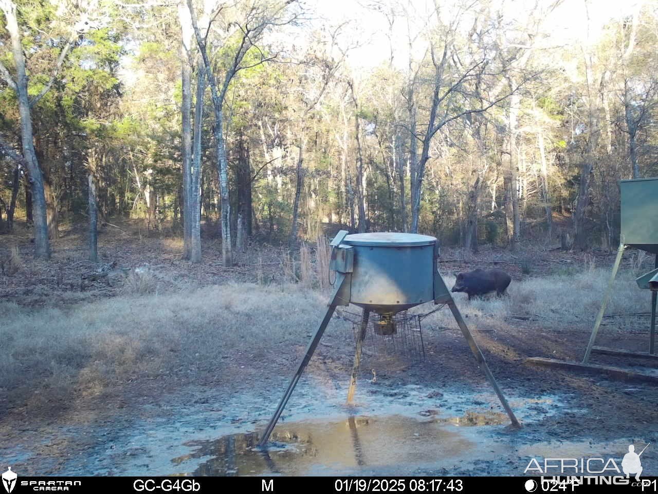 Hog Trail Camera