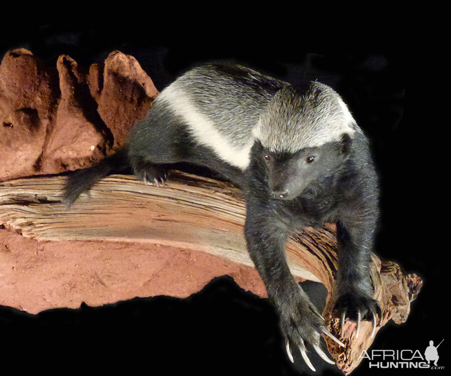 Honey Badger Full Mount Taxidermy