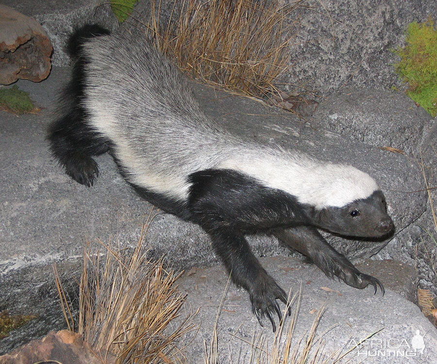 Honey Badger Full Mount Taxidermy