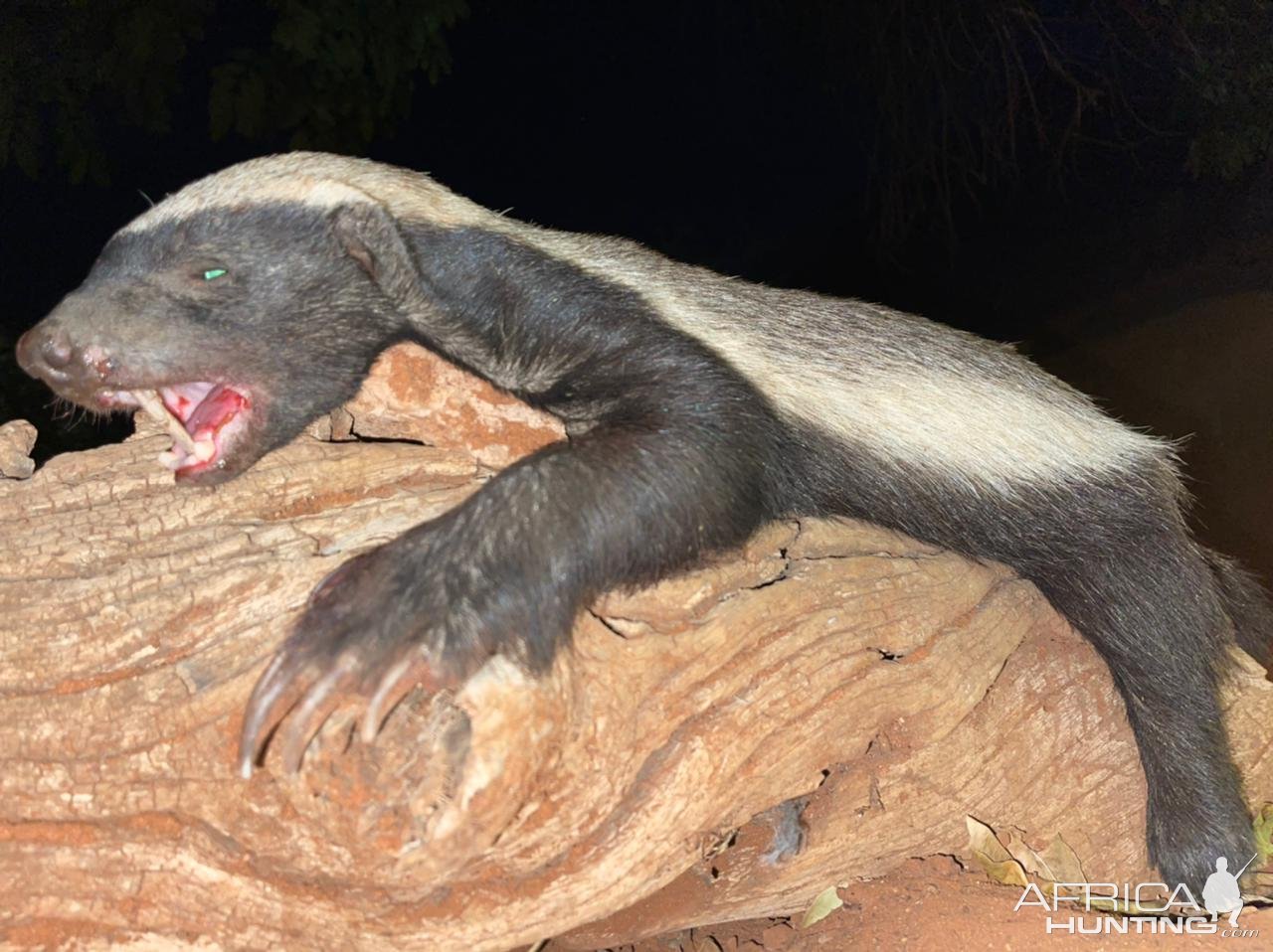 Honey Badger Hunt South Africa