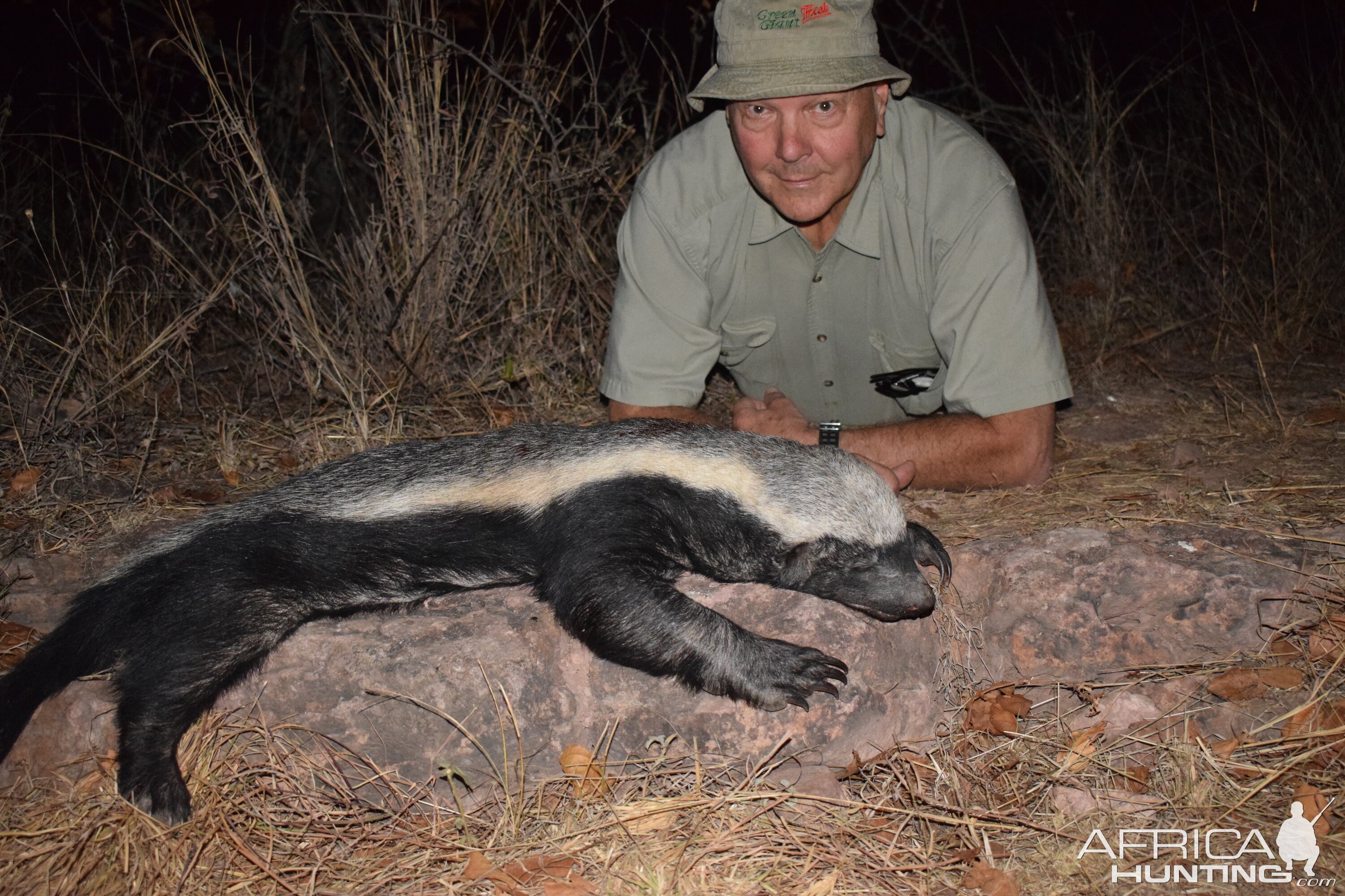 Honey Badger Hunt South Africa