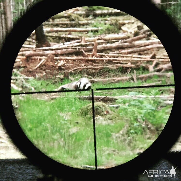 Honey Badger Hunting in Sweden