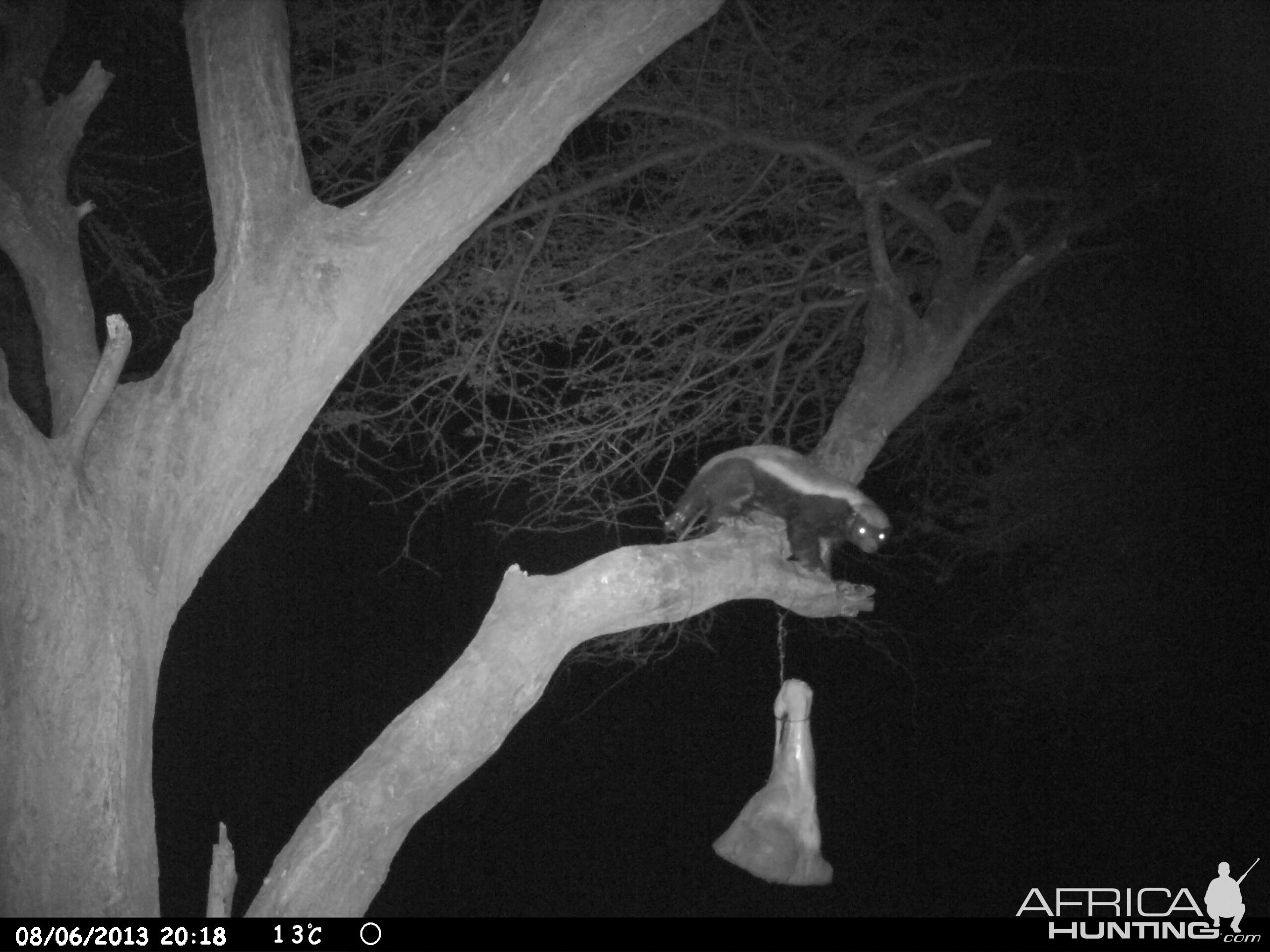 Honey Badger Trail Camera