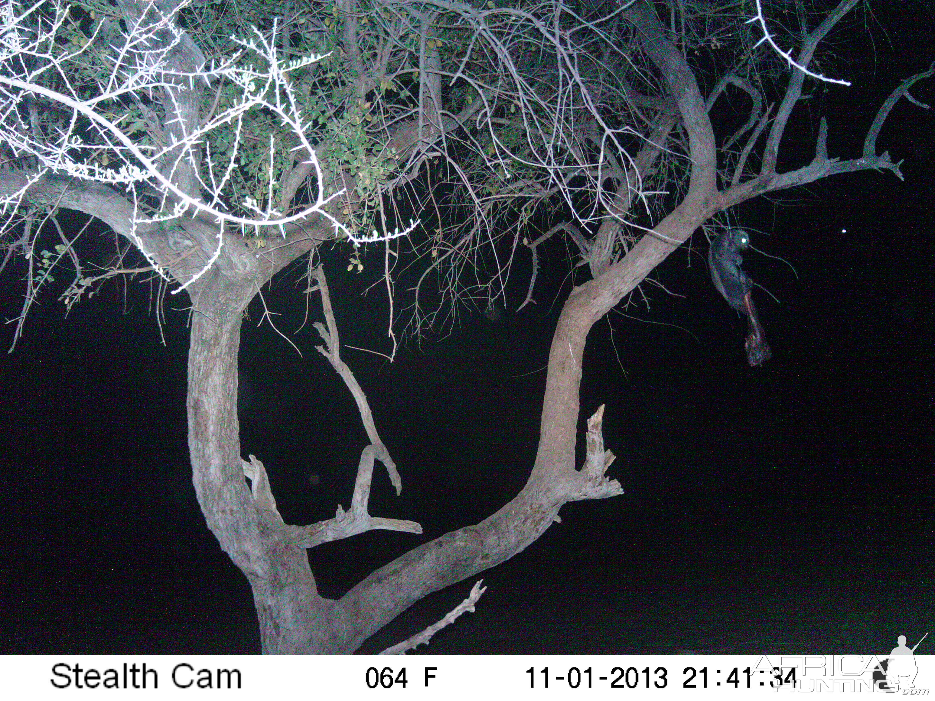 Honey Badger Trail Camera