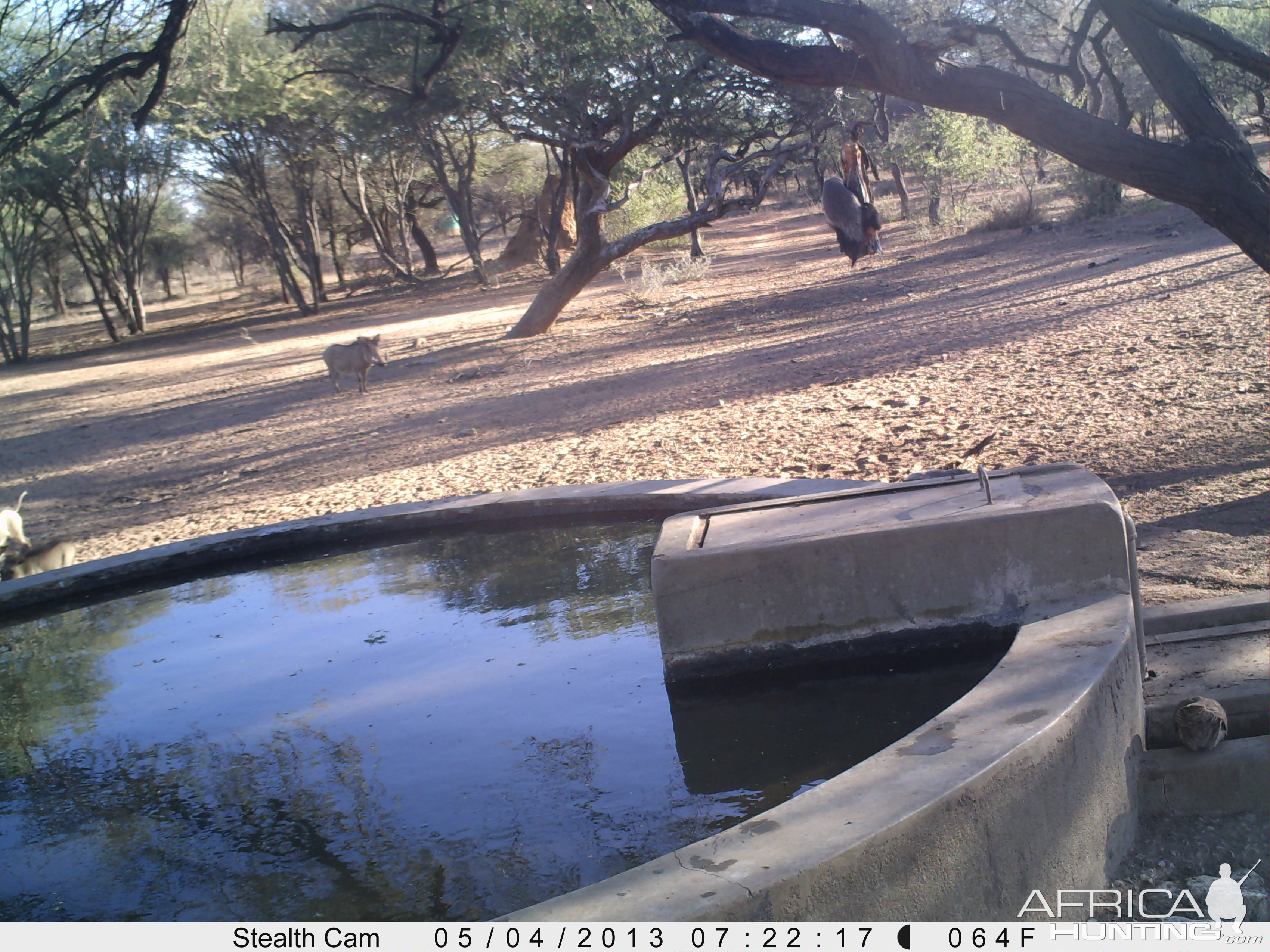 Honey Badger Trail Camera