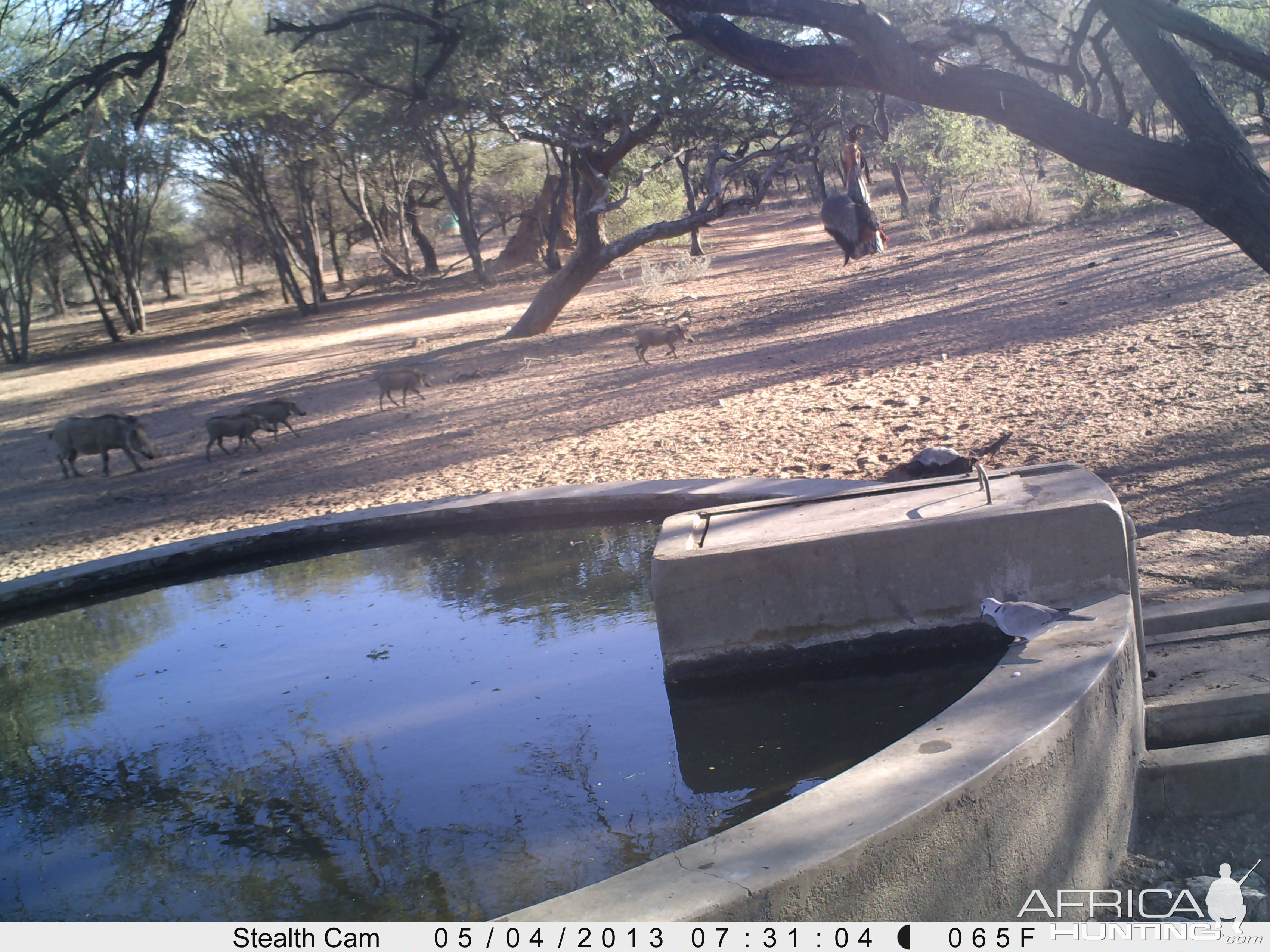 Honey Badger Trail Camera