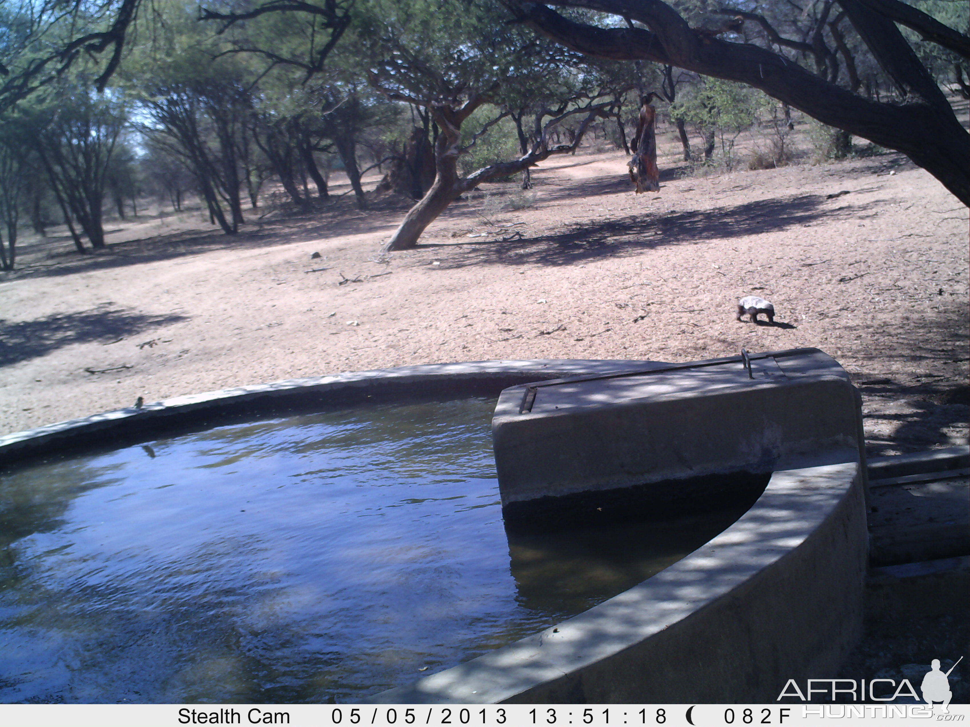 Honey Badger Trail Camera