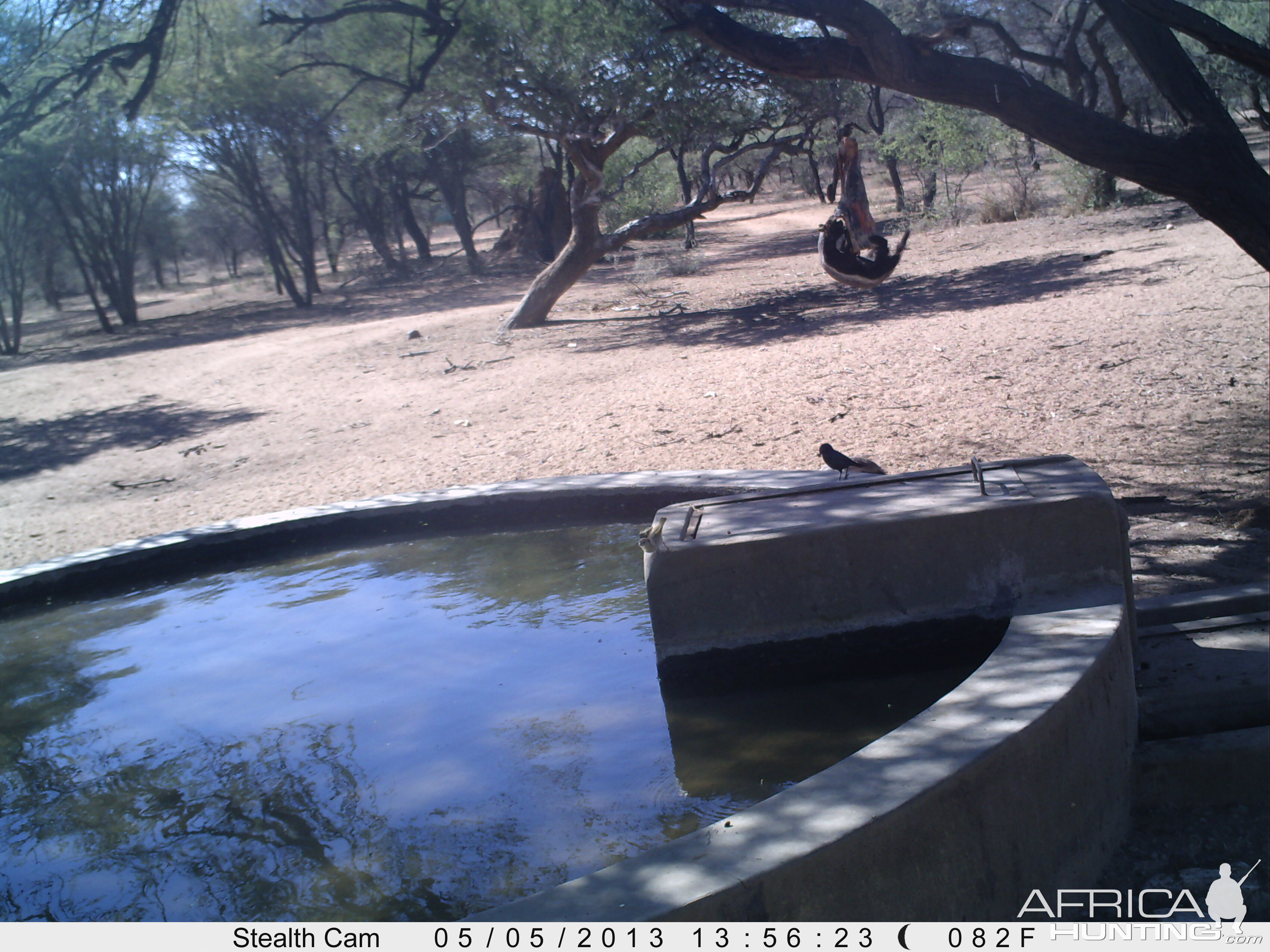 Honey Badger Trail Camera