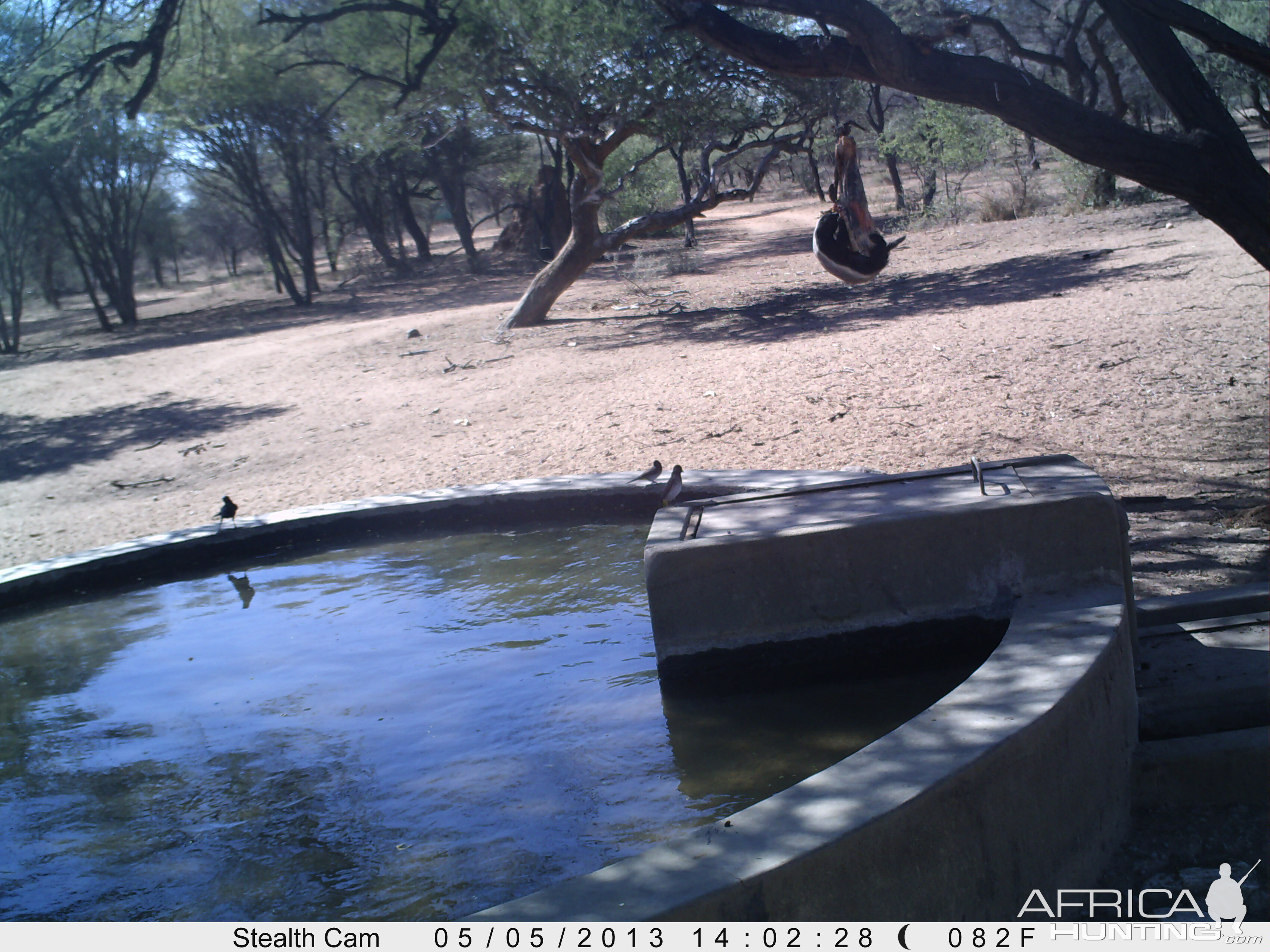 Honey Badger Trail Camera