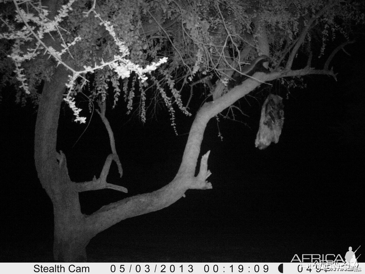 Honey Badger Trail Camera