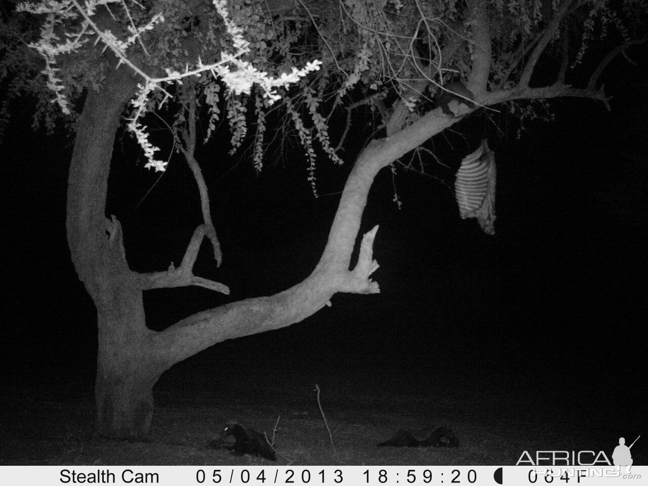 Honey Badger Trail Camera