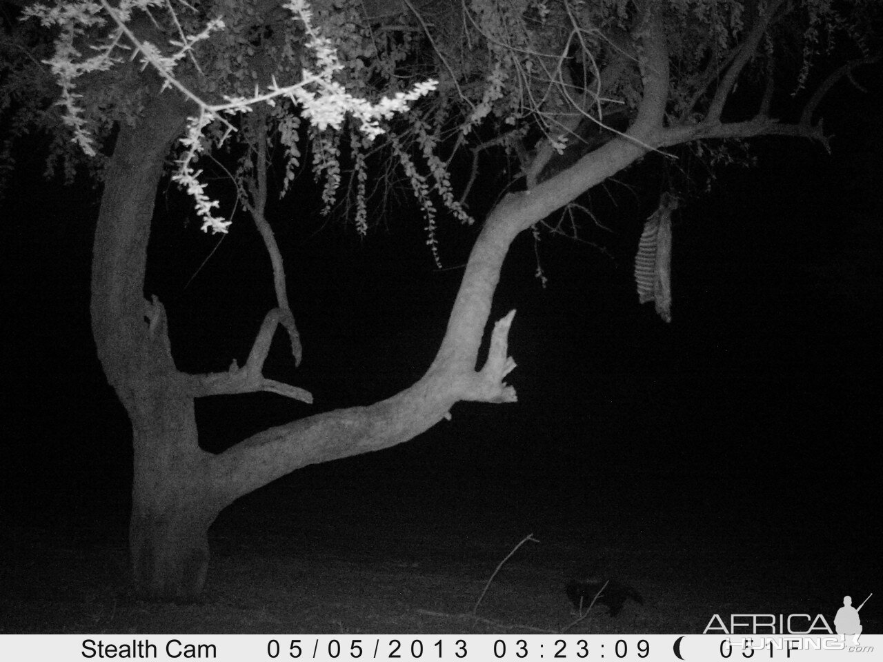 Honey Badger Trail Camera