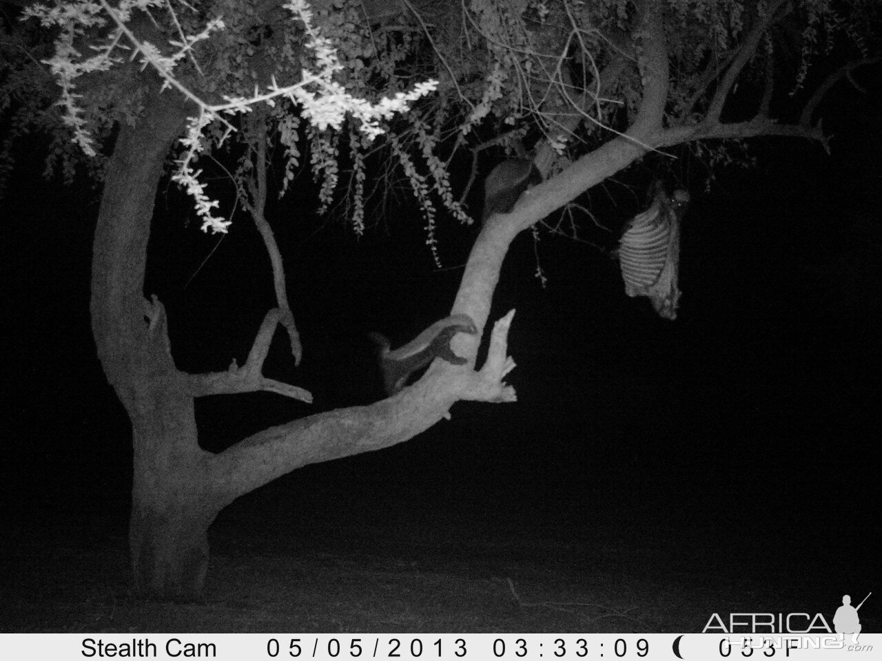 Honey Badger Trail Camera