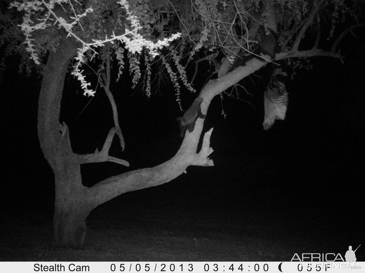 Honey Badger Trail Camera