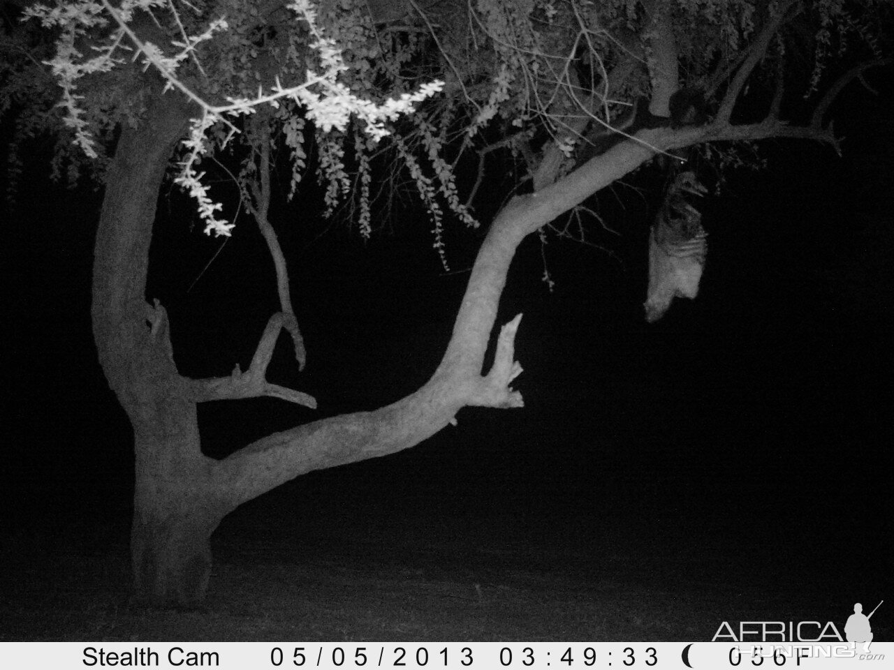 Honey Badger Trail Camera