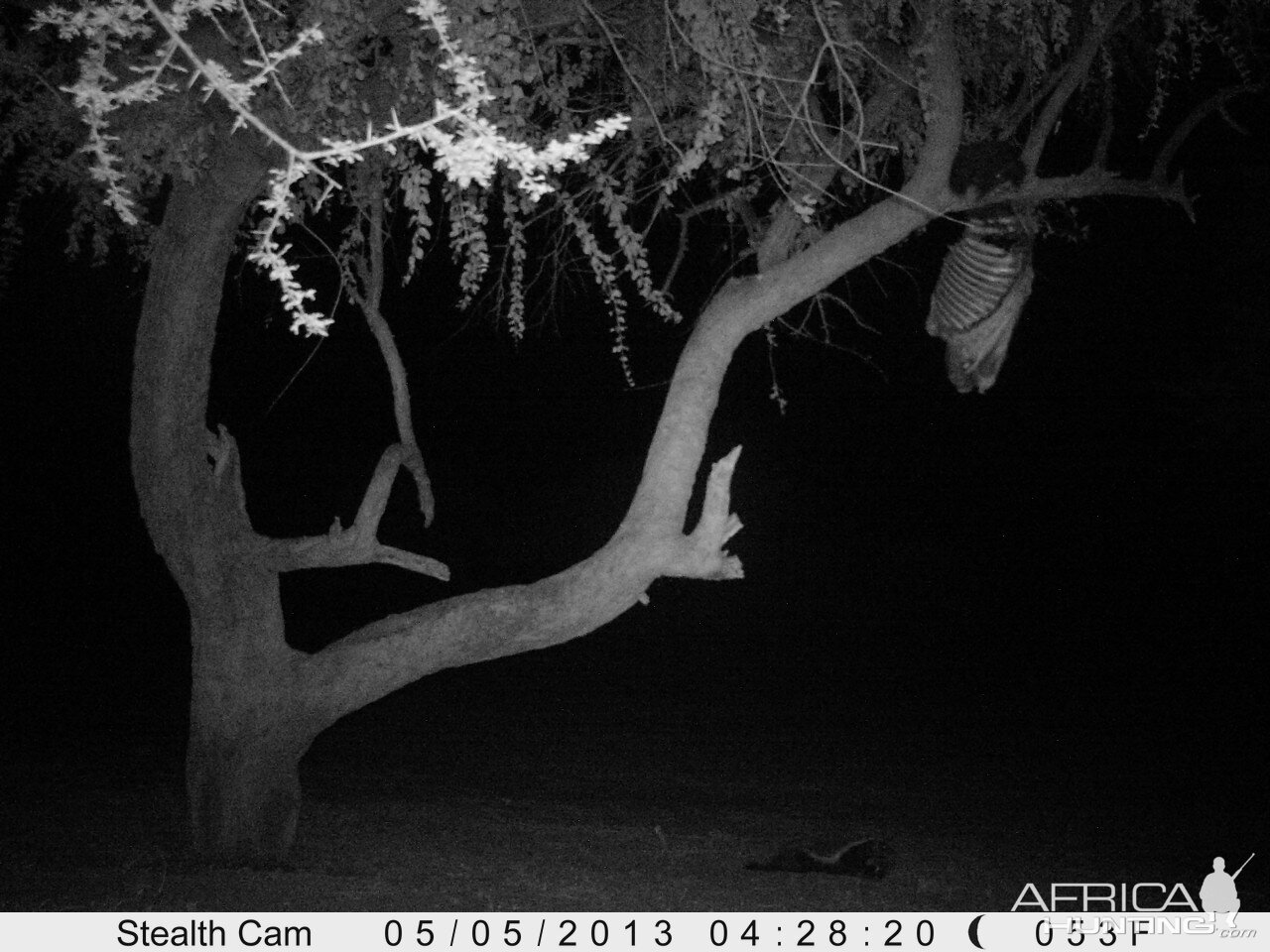 Honey Badger Trail Camera