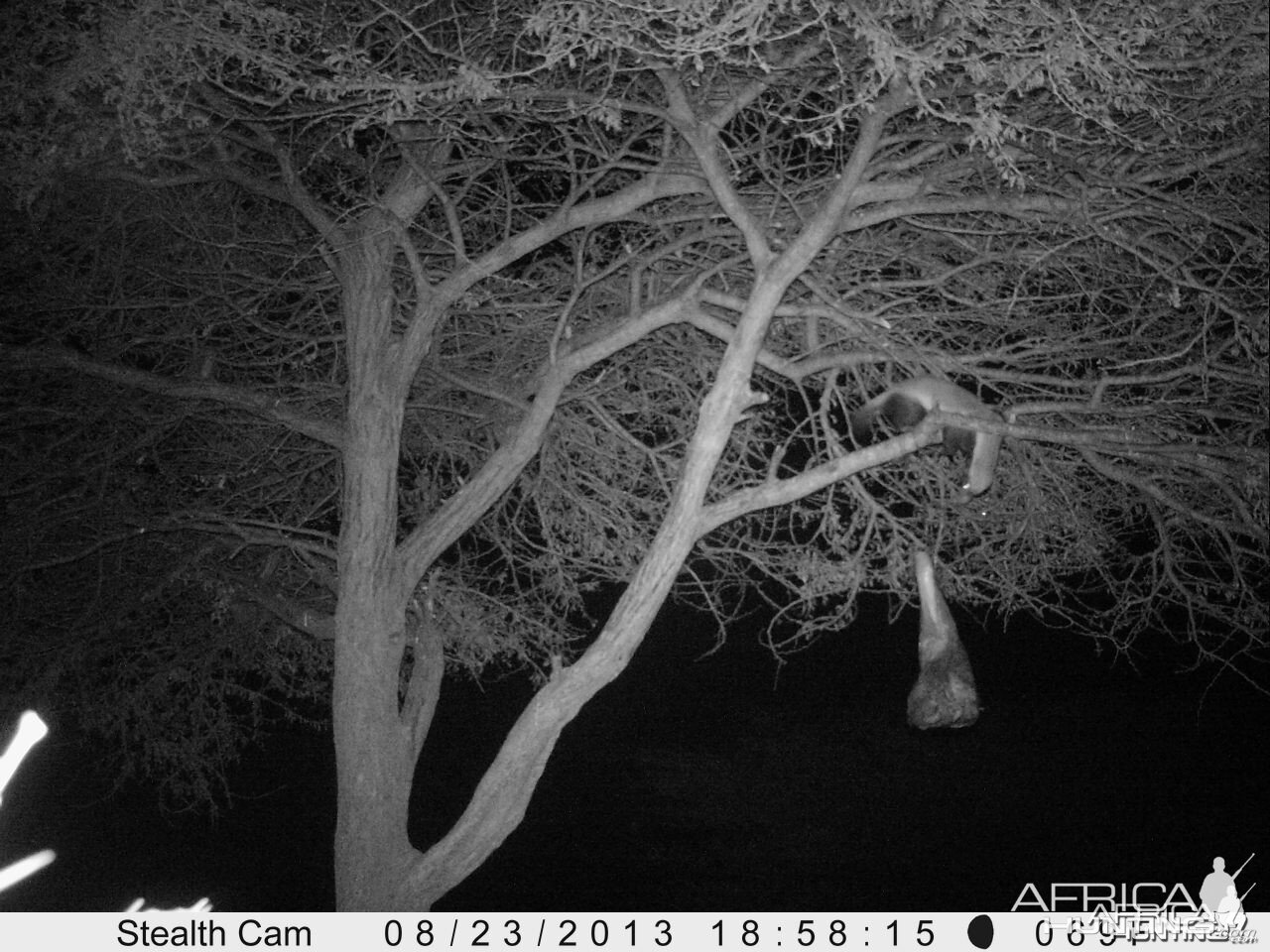 Honey Badger Trail Camera